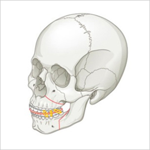 facialbone1_img2